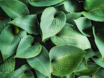 Full frame shot of leaves