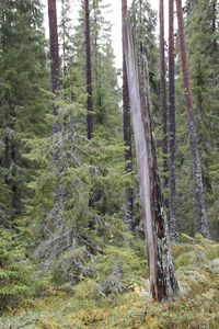 Trees in a forest
