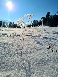 Close-up of frozen plant on land