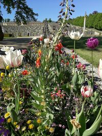 Close-up of flowering plants in park