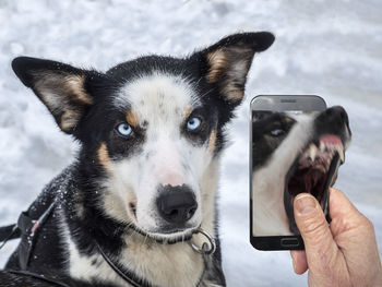 Close-up of dog holding camera