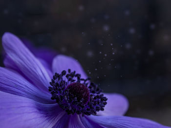 Close-up of purple flower