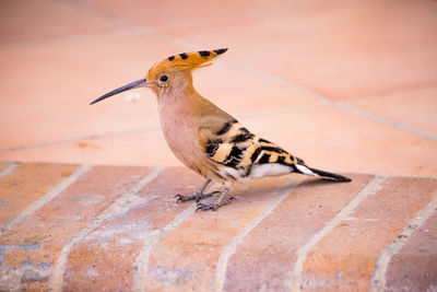 Close-up of bird perching on footpath