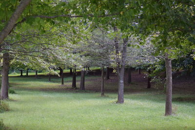 Trees in park