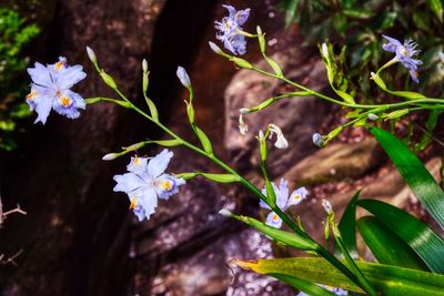 Close-up of white flowering plant