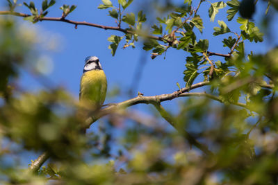 Small bright yellow bird cyanistes caeruleus perching on a hawthorn branch. spring in england, uk