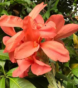 Close-up of wet orange day lily blooming outdoors