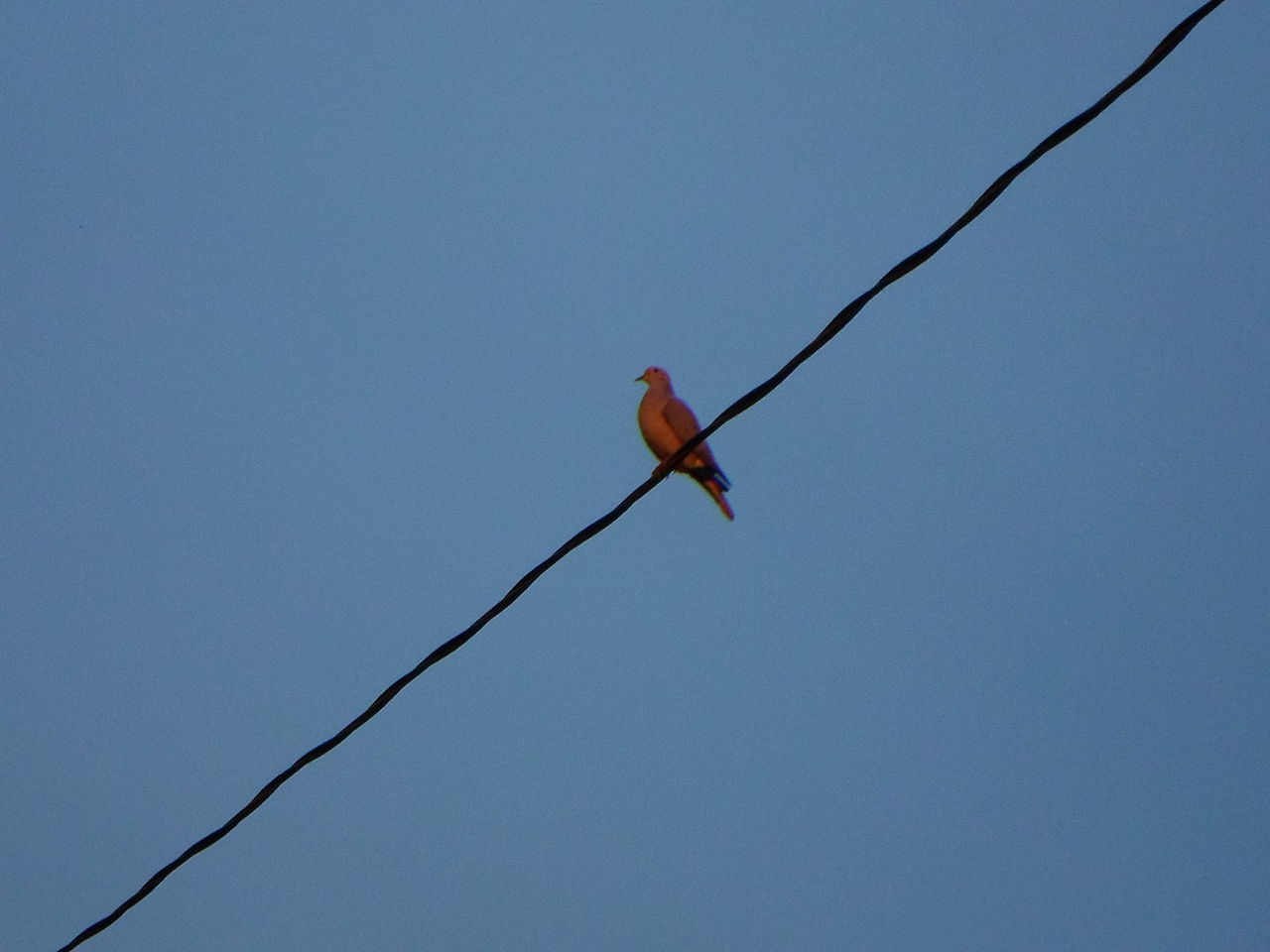 LOW ANGLE VIEW OF BIRD PERCHING ON CABLE AGAINST CLEAR BLUE SKY