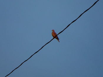 Low angle view of bird perching on cable