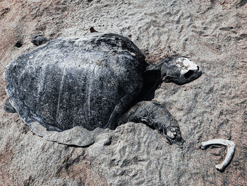 High angle view of animal on rock