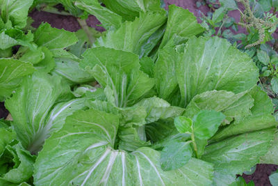 Full frame shot of fresh green leaf