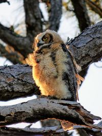 Close-up of a bird on tree