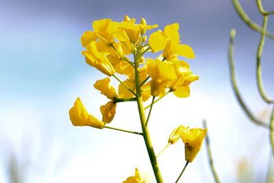 Low angle view of yellow flowers blooming against sky