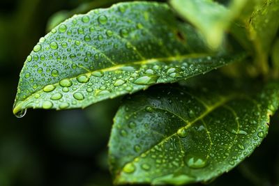 Close-up of raindrops on leaves