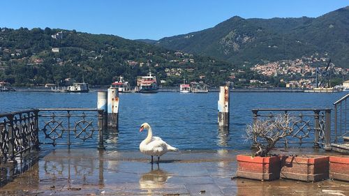 Seagulls on sea by mountains against clear sky