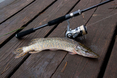 High angle view of fish on wood