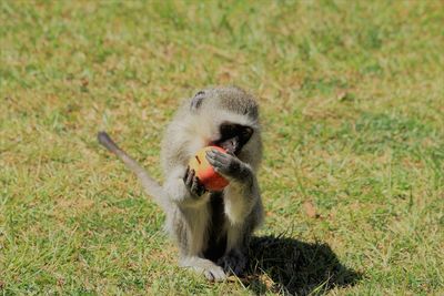  monkey eating apple