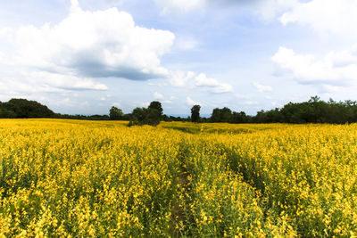 Scenic view of oilseed rape field against sky