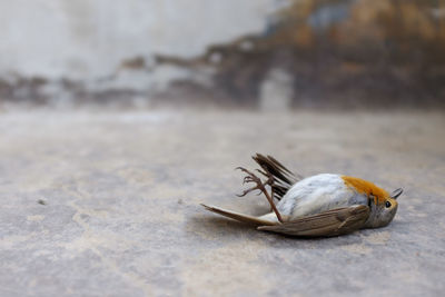 Close-up of dead bird lying on ground