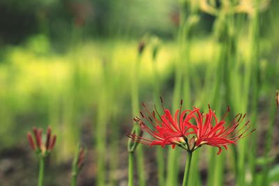 Close-up of red flowering plant on field