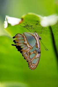 Close-up of butterfly perching on plant