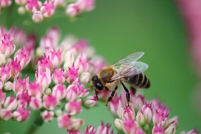 Close-up of insect on pink flower