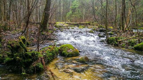 Stream flowing amidst trees in forest