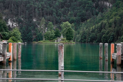 Scenic view of lake by trees in forest