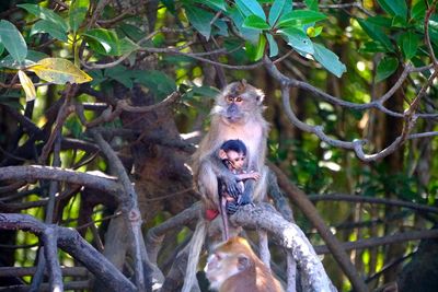 Monkey sitting on tree branch