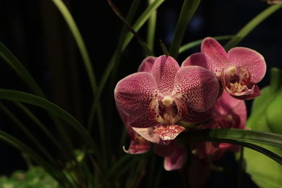 Close-up of pink orchid