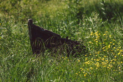 Close-up of plant growing on field