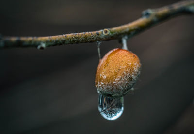 Close-up of raindrop on berry growing on twig