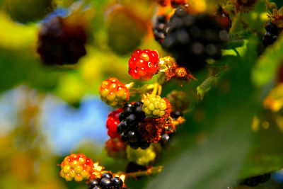 Close-up of cherries on tree