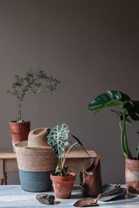 Close-up of potted plants on table