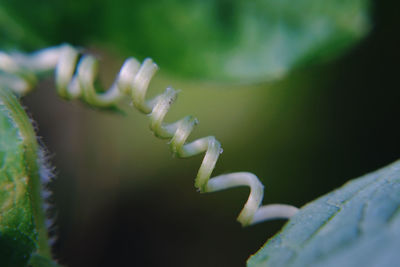 Close-up of a lizard on leaf