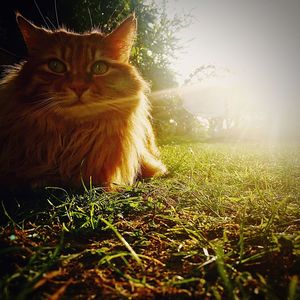 Portrait of cat sitting on grass