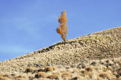 Low angle view of plant on land against blue sky