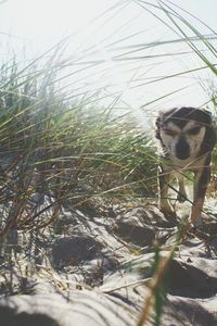 Dog standing on field