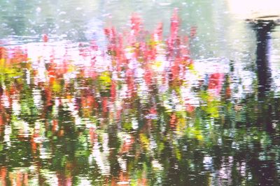 Close-up of pink flowers in water