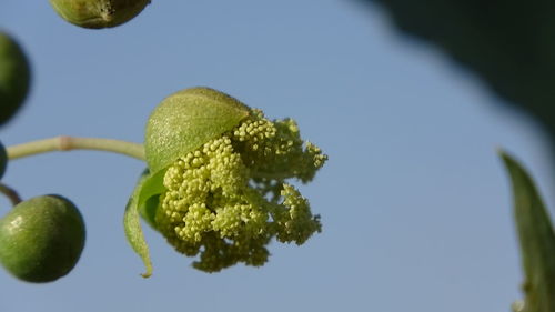 Low angle view of fruits on tree against sky