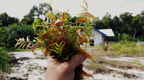 Close-up of person holding plant