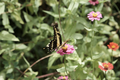 Close-up of butterfly pollinating on pink flower