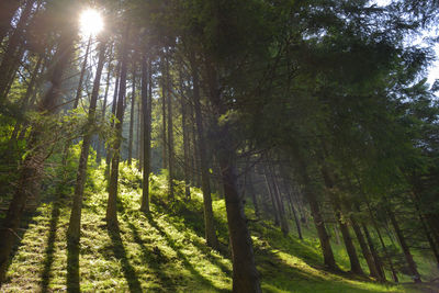 Sunlight streaming through trees in forest