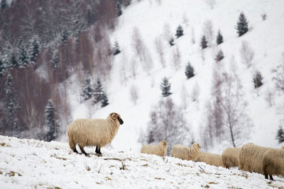 Sheep standing on snow field during winter