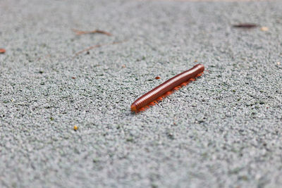 Close-up of snail on road