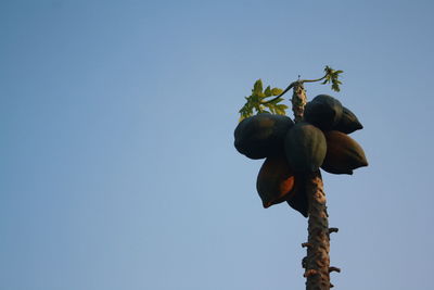 Low angle view of fruits on tree against clear blue sky