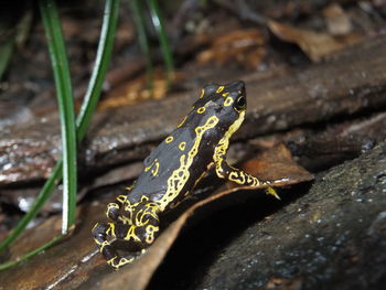 Close-up of lizard