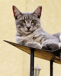 Portrait of cat sitting on metal