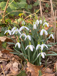 Close-up of white flowering plants on field