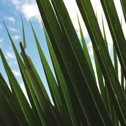 Low angle view of palm tree against sky